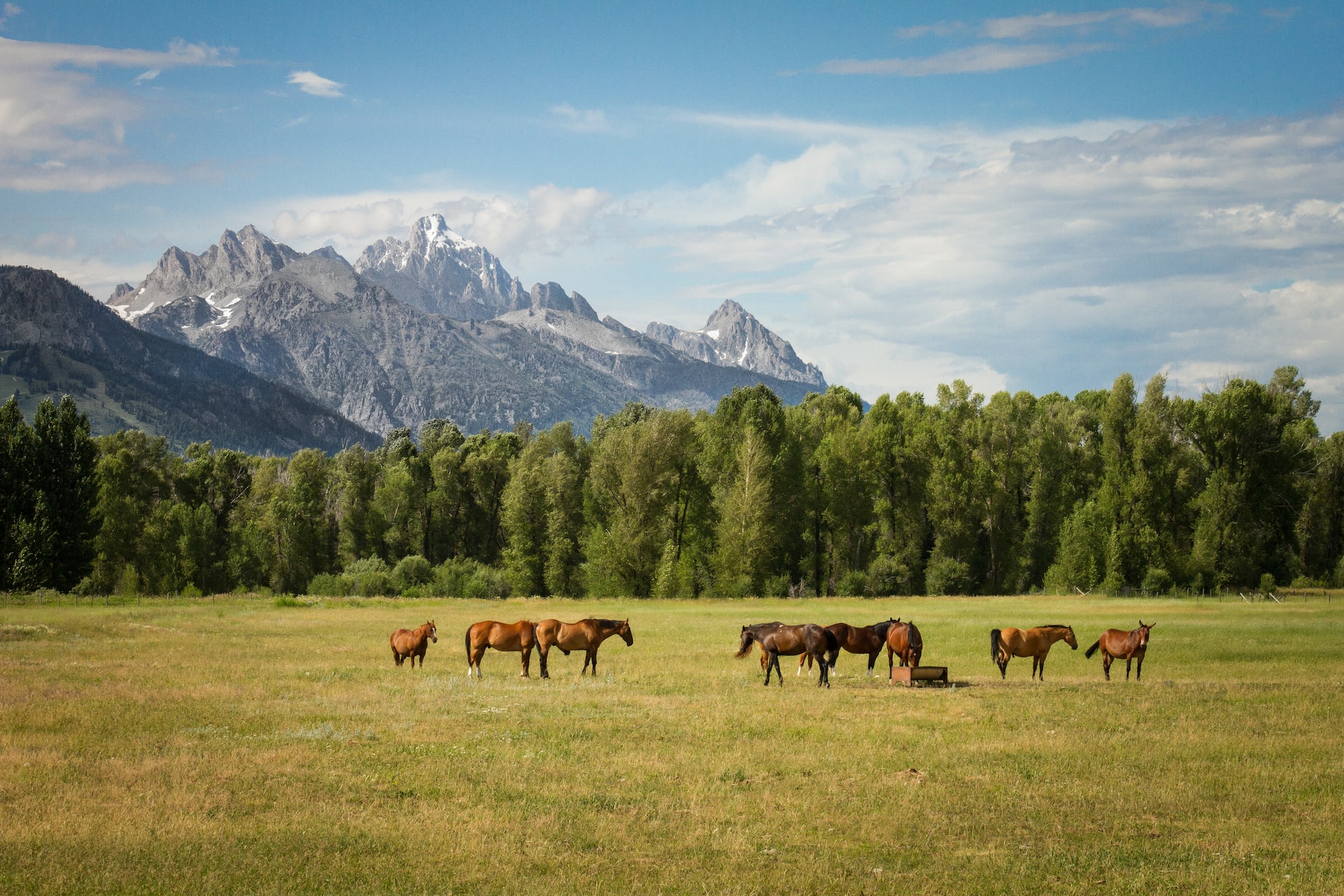 une prairie bien verte avec des chevaux et un ane sur fond de montagne